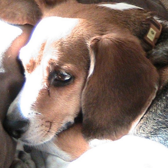 Meet your Posher, Anne - Picture 1 of 1